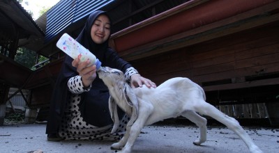 KandangKondang.id, Situs Ibu Muda di Gresik Padukan Ternak Kambing  dengan Urban Farming