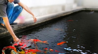 Ini Serba-serbi Memelihara Ikan Koi untuk Penghobi dan Pemula