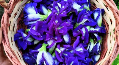 Si Telang, Bunga Cantik yang Banyak Manfaat