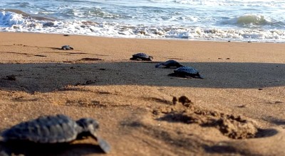 Ratusan Ekor Tukik Dilepas di Pantai Taman Kili-Kili Trenggalek