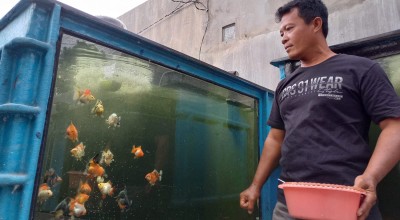 Cerita Minto asal Tulungagung Tembus Pasar Internasional Lewat Ikan Mas Koki