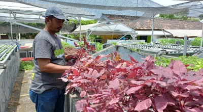 Pasutri di Lamongan Sukses Usaha Hidroponik Sayur Mayur, Simak Kiat-kiatnya!