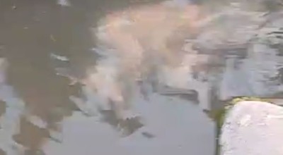 Viral di Medsos, Penemuan Jasad Bayi di Sungai Keden Ponorogo