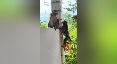 Diduga Kehabisan Makanan, Kawanan Monyet Ekor Panjang Turun ke Pemukiman Warga Ponorogo