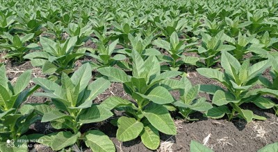 Harga Jual Tembakau di Lamongan Meroket pada Masa Akhir Panen