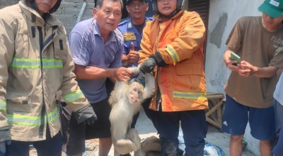 Monyet Dewasa Teror Pemukiman Warga di Lamongan