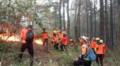 Kebakaran Gunung Lawu Makin Meluas, BPBD Jatim-Jateng Bentuk Satgas Lintas Provinsi
