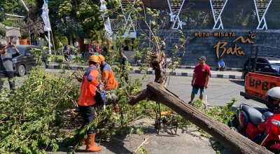 Pohon Tumbang Timpa Kendaraan Pengunjung di Alun-alun Batu