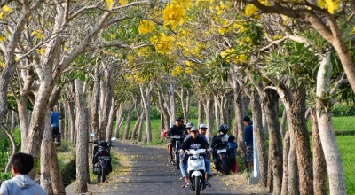 Ditekuk Persela, Pelajar Kediri Tewas, Tabebuya Mengembang