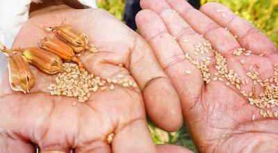 Budidaya Wijen, Cara Kreatif Kades Gempolklutuk Sidoarjo Manfaatkan Tanah Kas Desa