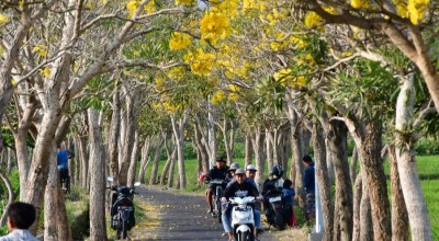 Tabebuya Mengembang, Desa Pendem Kota Batu Mirip Taman Sakura di Jepang