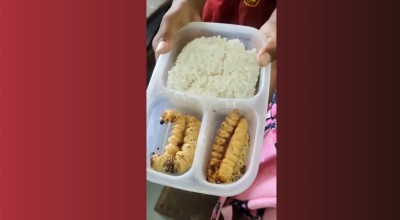 Viral Video Siswa SD di Bojonegoro Bawa Bekal Makanan Lauk Ulat Besar