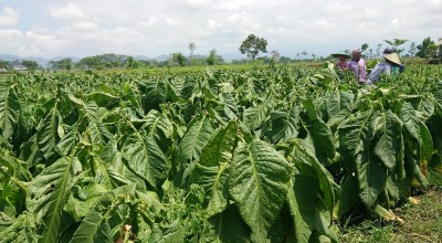 Berkah Musim Kemarau bagi Petani Tembakau di Tulungagung