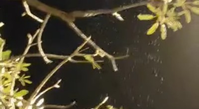 Misteri Pohon Tabebuya Menangis Gemparkan Warga Kepanjen Malang