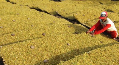 Berkah Kemarau Panjang, Petani Tembakau di Sampang Hasilkan Kualitas Super