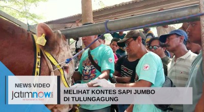Video: Melihat Kontes Sapi Jumbo di Tulungagung