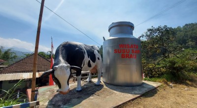 Mengembalikan Sapi Perah sebagai Rojo Koyo Warga Kota Batu
