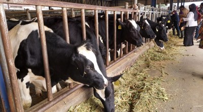 Mayat Misterius di Lamongan, Terlindas Truk Trailer, Sapi Perah