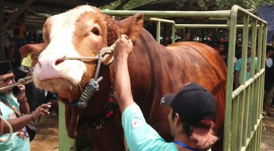 320 Ekor Sapi Ikut Kontes di Pasar Hewan Terpadu Tulungagung, Ada yang Ukuran Jumbo