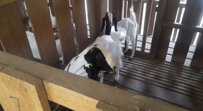 Musim Pancaroba, DKPP Kota Kediri Ingatkan Ancaman Flu pada Hewan Ternak