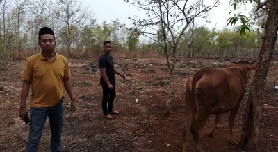 Sembunyikan Sapi Curian, Dua Pria di Bangkalan Ditangkap Polisi