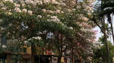 Menikmati Bunga Tabebuya Bermekaran di Malang