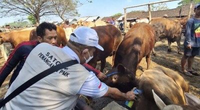 Pemkab Bojonegoro Gelar Kontes dan Pameran Ternak 2023