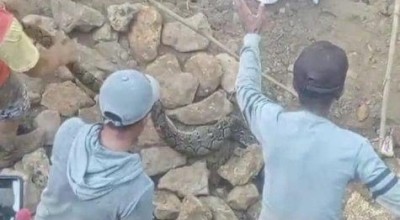 Perbaiki Jembatan di Sampang, Ular Sanca 3 Meter Nyaris Gigit Pekerja