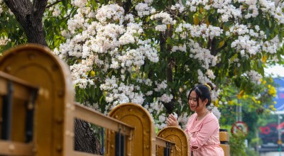 FOTO: Keindahan Tabebuya Bermekaran di Surabaya