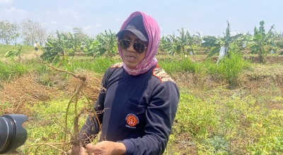 Petani Cabai di Ponorogo Merugi Meski Harga Tinggi, Terancam Gagal Panen karena Cuaca dan Jamur