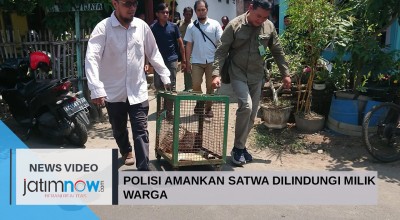 Video: Polisi Amankan Satwa Dilindungi Milik Warga Tulungagung