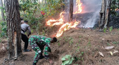 Warga Trenggalek Tewas Terjebak Kebakaran Hutan Pinus
