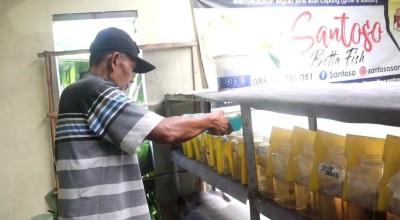 Petani Ikan Cupang di Kediri Gagal Panen, Imbas Cuaca Panas