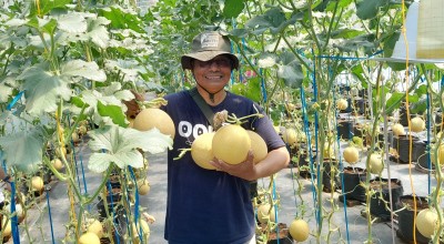 Petik Melon Premium dan Langka di Kampung Tani Taman Kleco Kediri, Yuk!