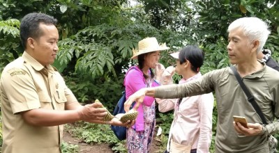 Menikmati Sensasi Manis Pahit Durian Mlancu Langsung dari Kebun, Tidak Dijual di Luar Desa!