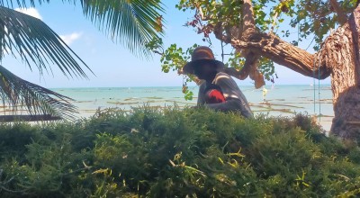 Produksi Rumput Laut di Sumenep Belum Capai Target, Ini Faktor Penghambatnya