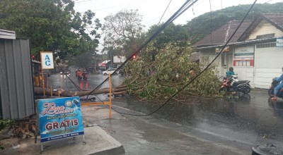 Musim Hujan, DLH Kota Malang: Awas, Pohon Rawan Tumbang!