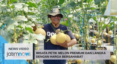 Video: Wisata Petik Melon Premium dan Langka dengan Harga Bersahabat