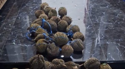 Panen Durian yang Dirawat 7 Tahun, Ketua RW di Kletak Kediri Ditangkap Polisi