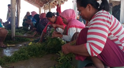 Budidaya Rumput Laut di Sumenep Berkembang Pesat, Pemprov Jatim Siap Optimalkan Kualitasnya
