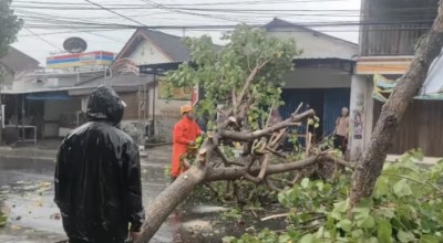 Prakiraan Cuaca Kota Kediri Hari Ini Kamis 25 Januari 2024, Rawan Pohon Tumbang