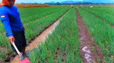 Kiat Petani Bawang Merah di Jember Atasi Serangan Hama saat Musim Hujan