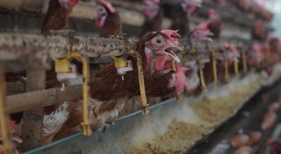 Pemkab Kediri Salurkan 31.041 Ton Jagung untuk Peternak Ayam Petelur
