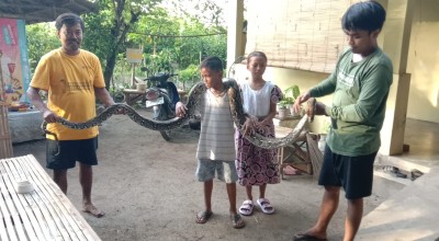 Ular Sanca 4 Meter Teror Warga Bangkalan, Kini Malah Dipelihara