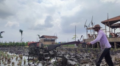 Alokasi Pupuk Subsidi di Tulungagung Dikepras 50 Persen