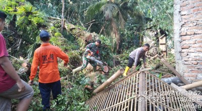 Dua Rumah di Trenggalek Rusak Parah Tertimpa Pohon