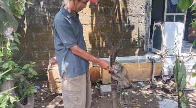 Disnakeswan Tulungagung Pantau Monyet Ekor Panjang, Dikhawatirkan Rabies