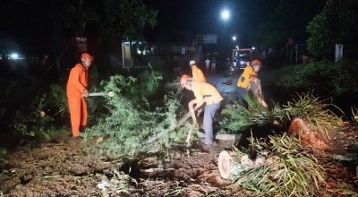 Pohon Tumbang di Trenggalek Tutup Akses Jalan Nasional