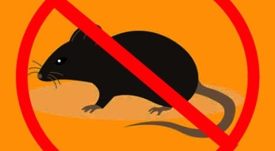 Warga Kota Malang Waspadai Penyakit Leptospirosis saat Musim Hujan