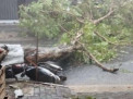 Hujan Angin Terjang Pare Kediri, Akibatkan Pohon Tumbang hingga Rumah Rusak